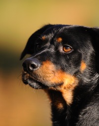 Paco